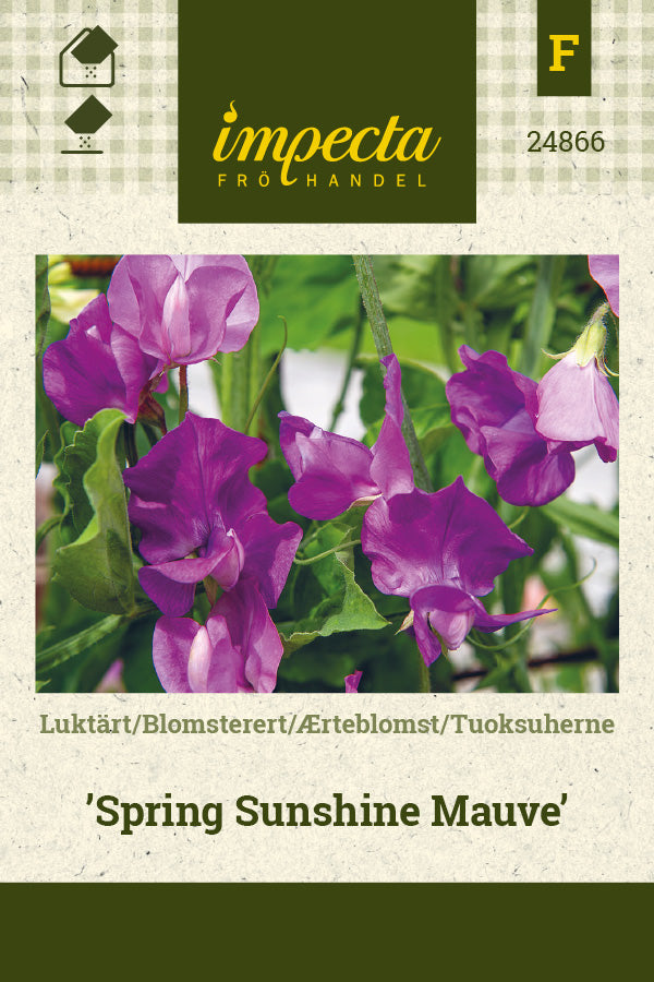 Frø: Ærteblomst 'Spring Sunshine Mauve'