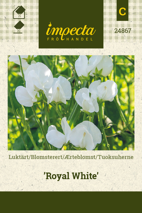Frø: Ærteblomst 'Royal White'