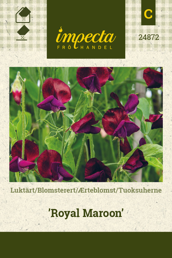 Frø: Ærteblomst 'Royal Maroon'