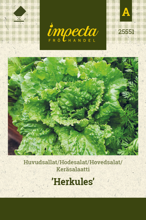 Frø: Hovedsalat 'Herkules'
