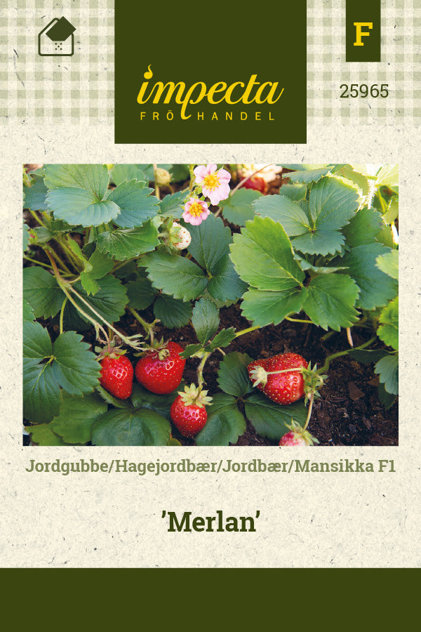 Frø: Jordbær F1 'Merlan'