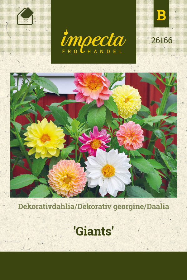 Frø: Dekorativ Dahlia 'Giants'