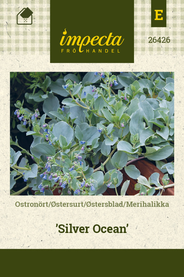 Frø: Østersblad 'Silver Ocean'