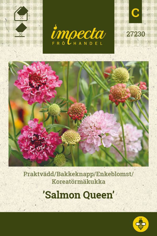 Frø: Enkeblomst 'Salmon Queen'