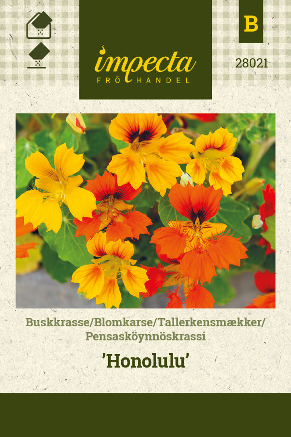 Frø: Tallerkensmækker 'Honolulu'