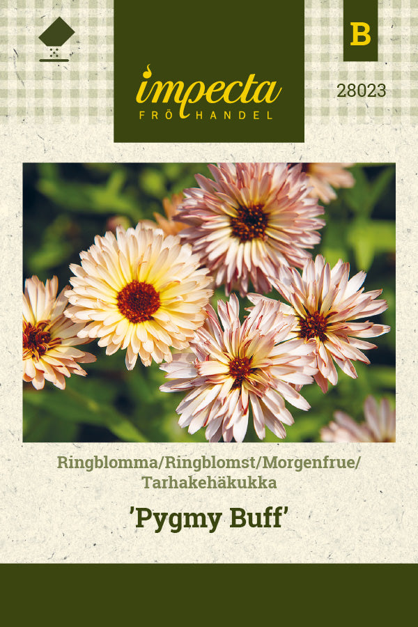 Frø: Morgenfrue 'Pygmy Buff'