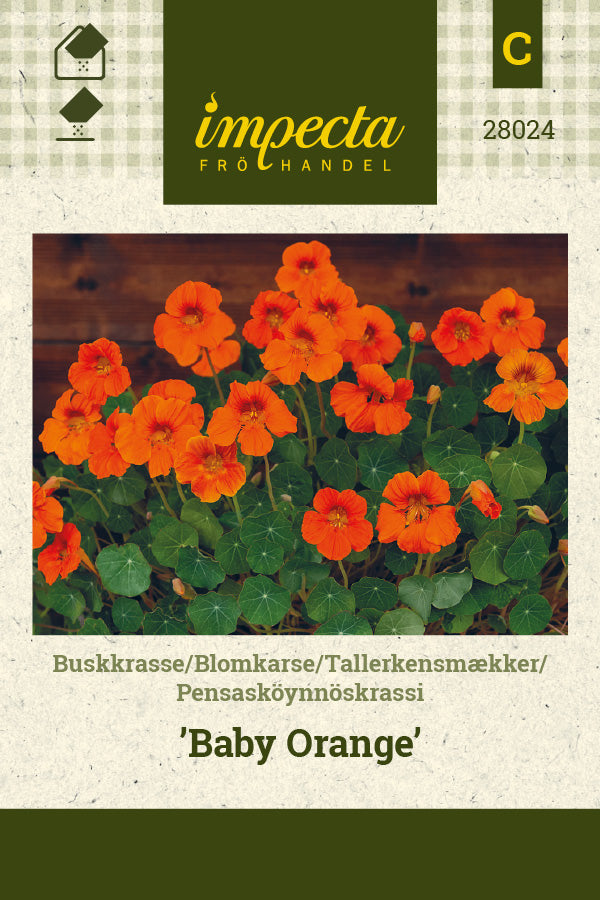 Frø: Tallerkensmækker 'Baby Orange'