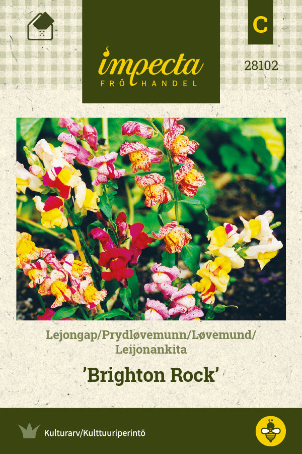 Frø: Løvemund 'Brighton Rock'