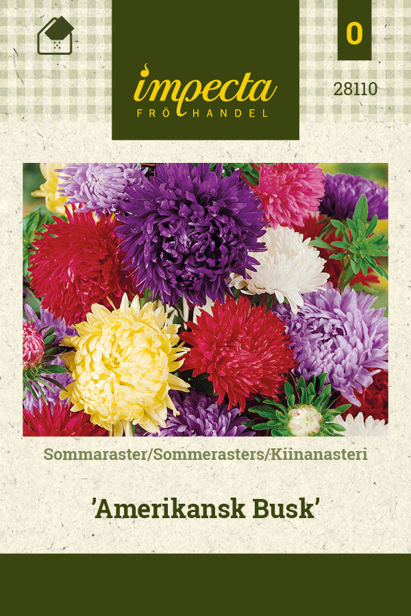 Frø: Sommerasters 'Amerikansk Busk'