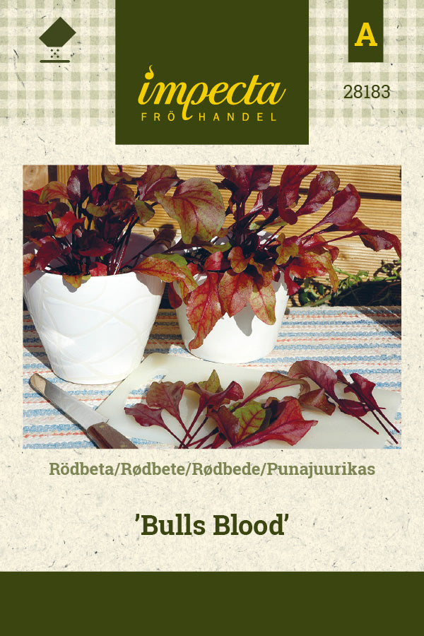 Frø: Rødbede 'Bull's Blood'