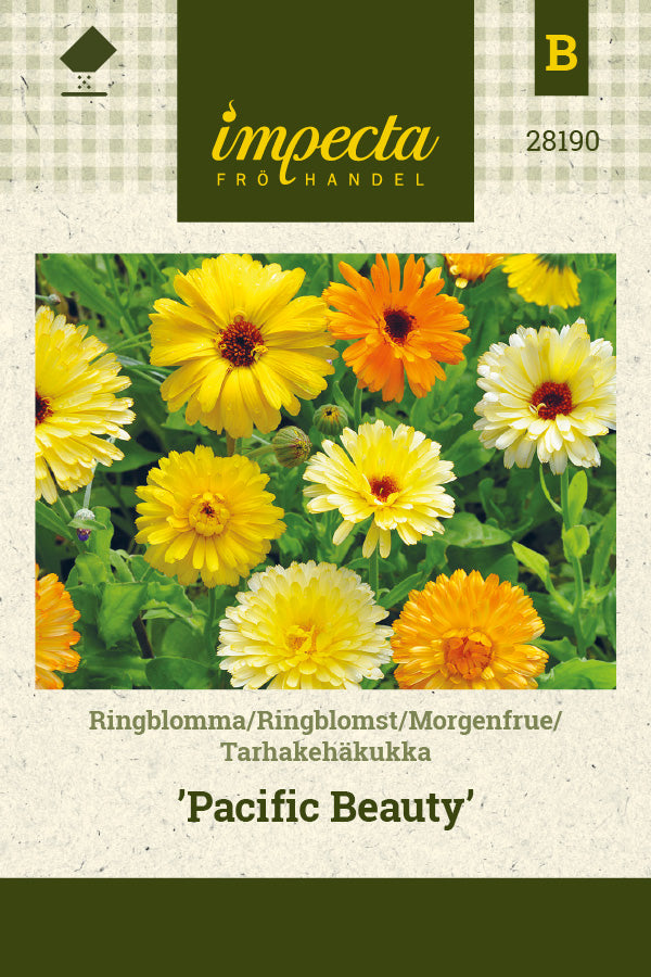 Frø: Morgenfrue 'Pacific Beauty'