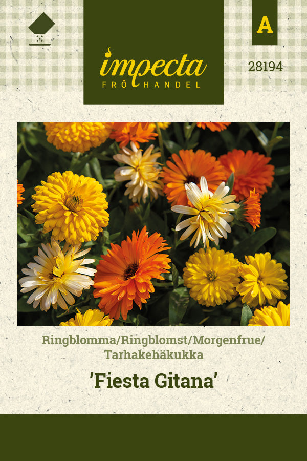 Frø: Morgenfrue 'Fiesta Gitana'