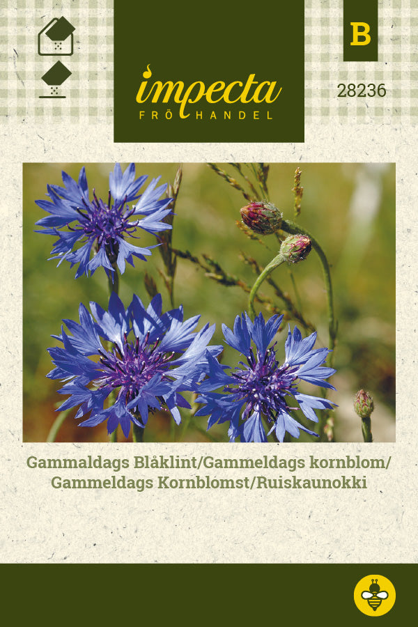 Frø: Gammeldags Kornblomst