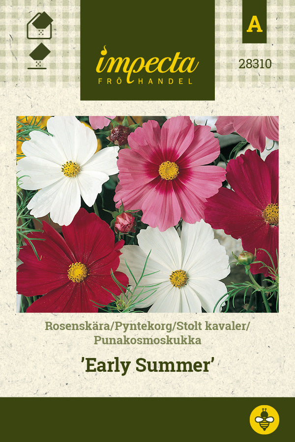 Frø: Stolt kavaler 'Early Summer'