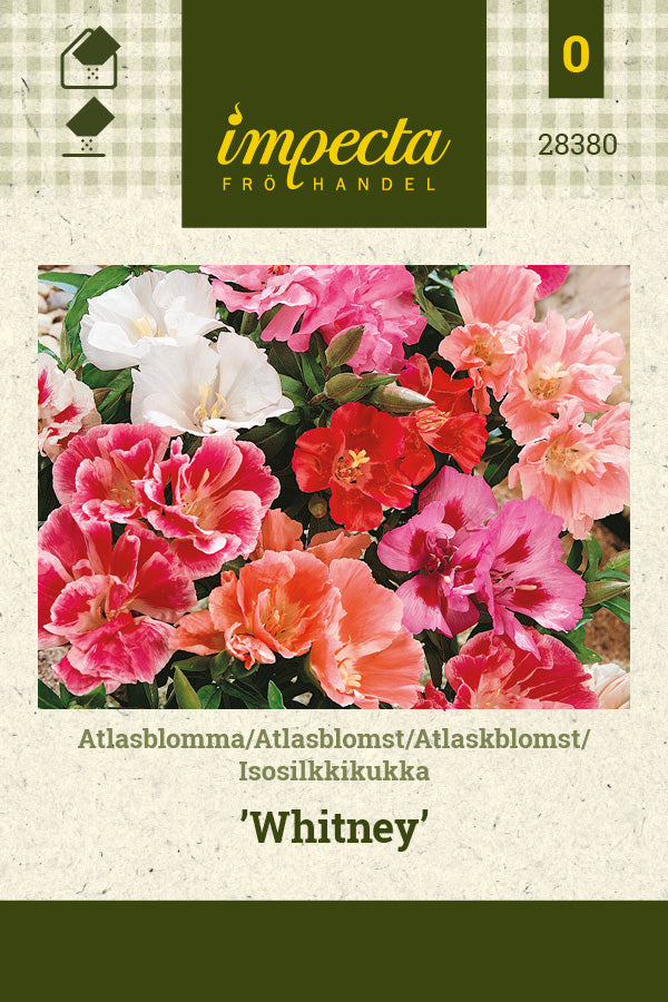 Frø: Atlaskblomst 'Whitney'