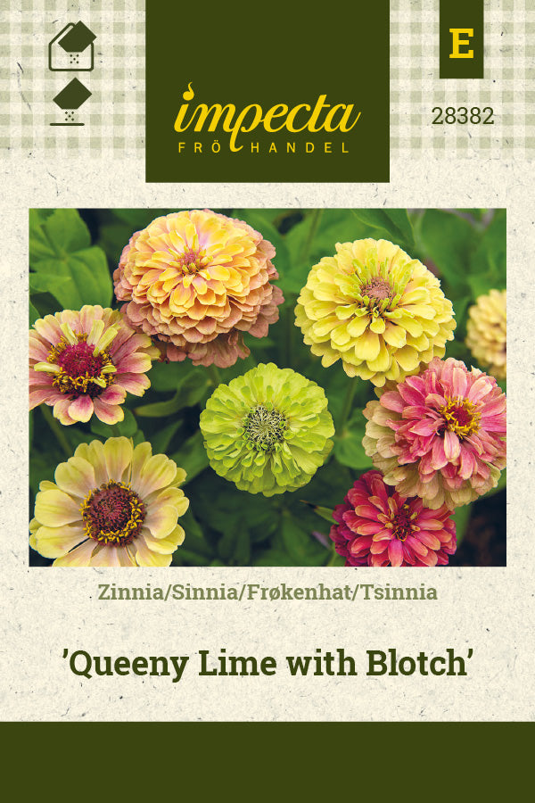 Frø: Frøkenhat 'Queeny Lime with Blotch'