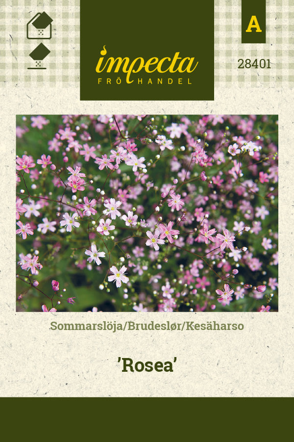 Frø: Brudeslør 'Rosea'