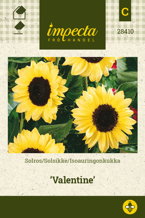 Frø: Solsikke 'Valentine'