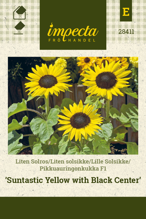Frø: Lille Solsikke F1 'Suntastic Yellow with Black Center'
