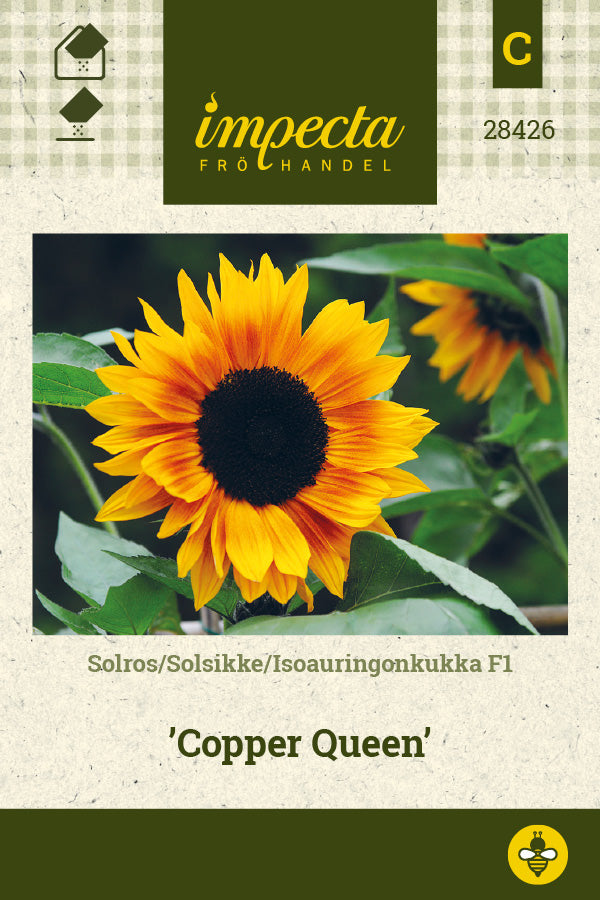 Frø: Solsikke F1 'Copper Queen'