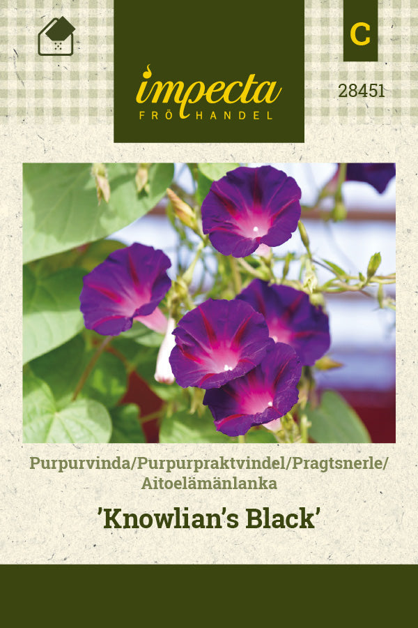 Frø: Pragtsnerle 'Knowlian's Black'