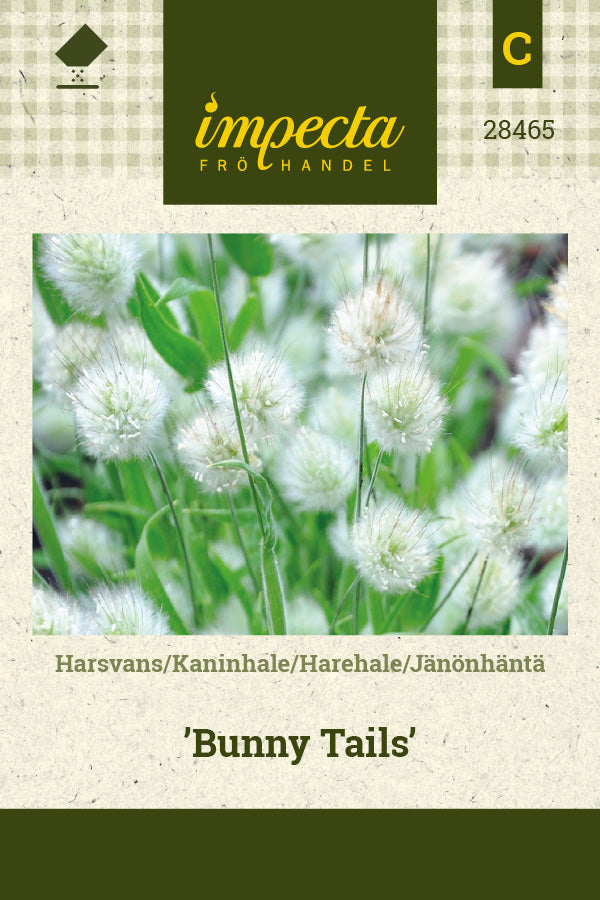 Frø: Harehale 'Bunny Tails'