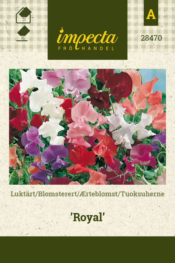 Frø: Ærteblomst 'Royal'
