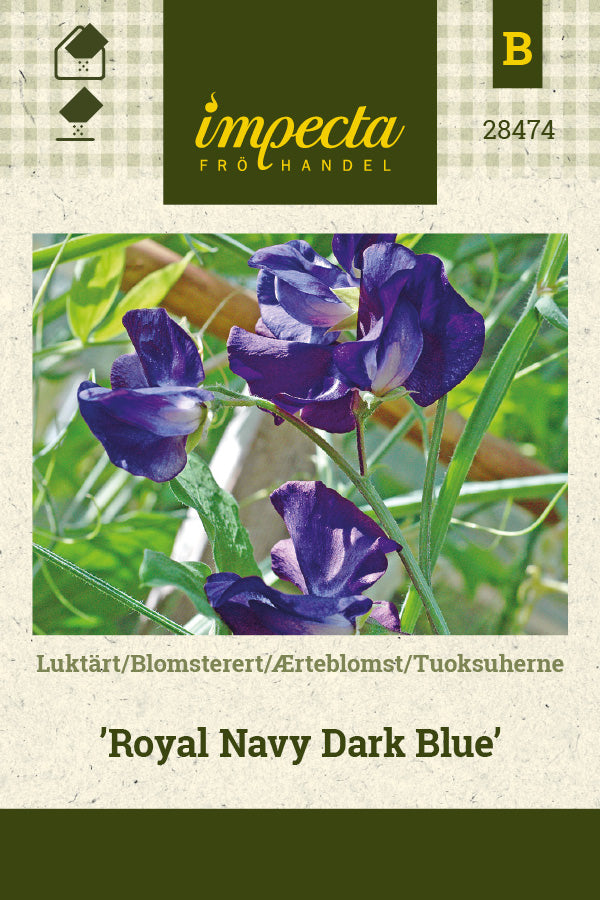 Frø: Ærteblomst 'Royal Navy Dark Blue'