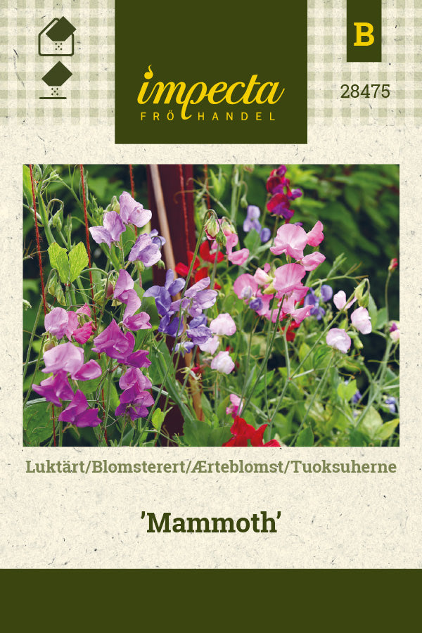 Frø: Ærteblomst 'Mammoth'