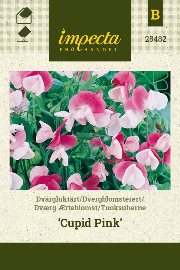 Frø: Dværg Ærteblomst 'Cupid Pink'