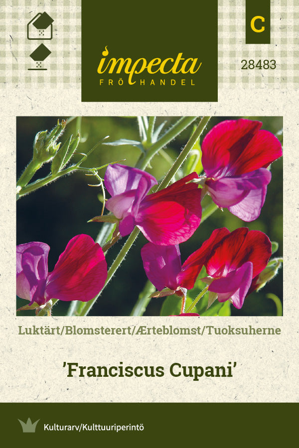 Frø: Ærteblomst 'Franciscus Cupani'