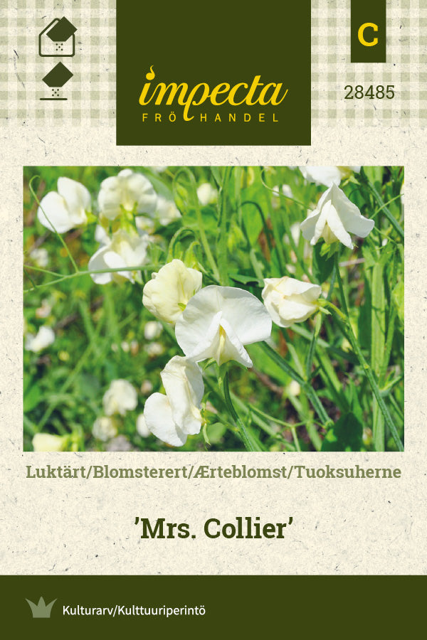 Frø: Ærteblomst 'Mrs. Collier'