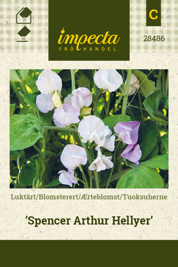 Frø: Ærteblomst 'Spencer Arthur Hellyer'