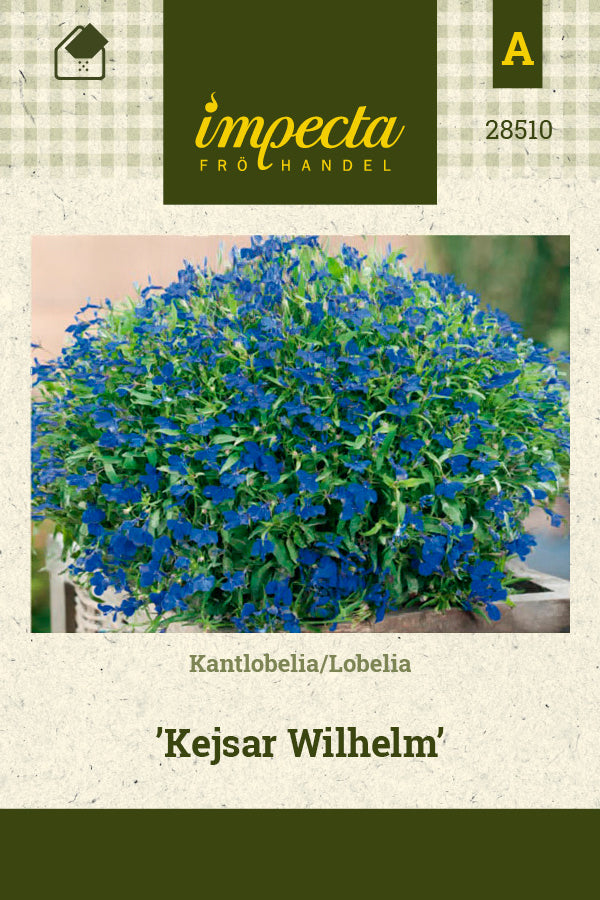 Frø: Kantlobelia 'Kejser Wilhelm'