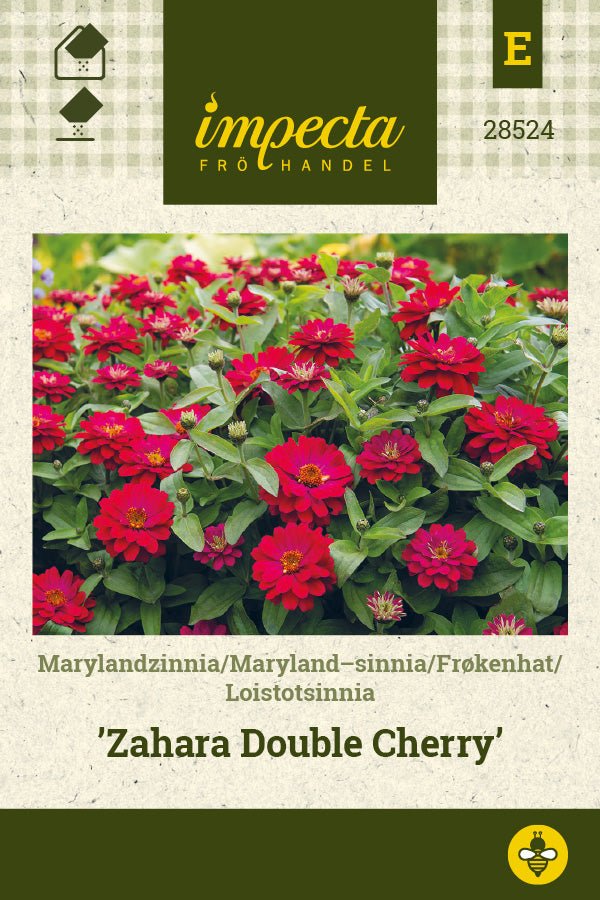 Frø: Frøkenhat 'Zahara Double Cherry'