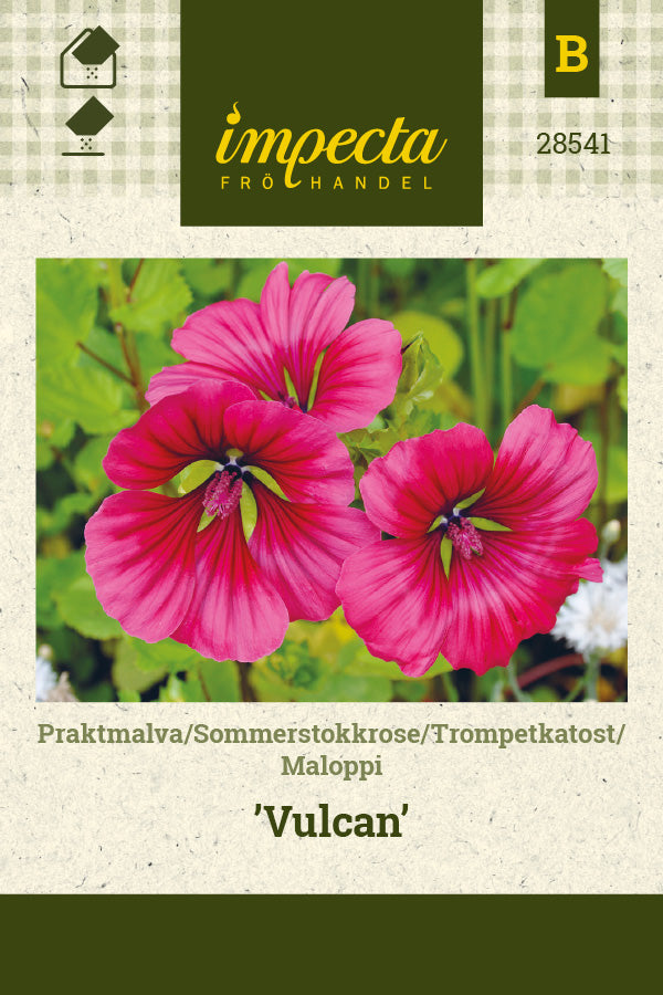 Frø: Trompetkatost 'Vulcan'