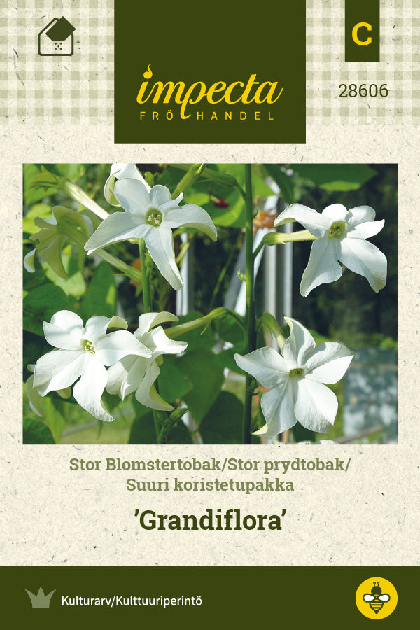 Frø: Stor prydtobak 'Grandiflora'