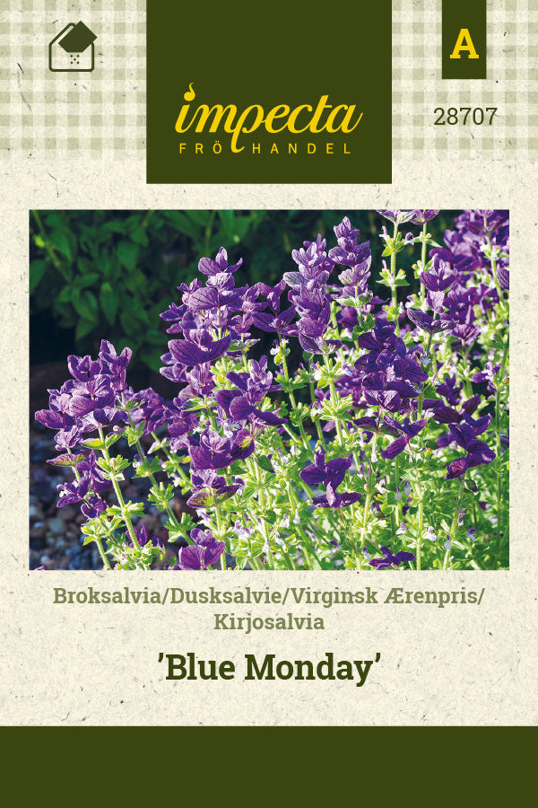 Frø: Dusksalvie 'Blue Monday'