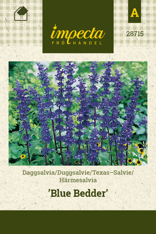 Frø: Salvia farinacea 'Blue Bedder'