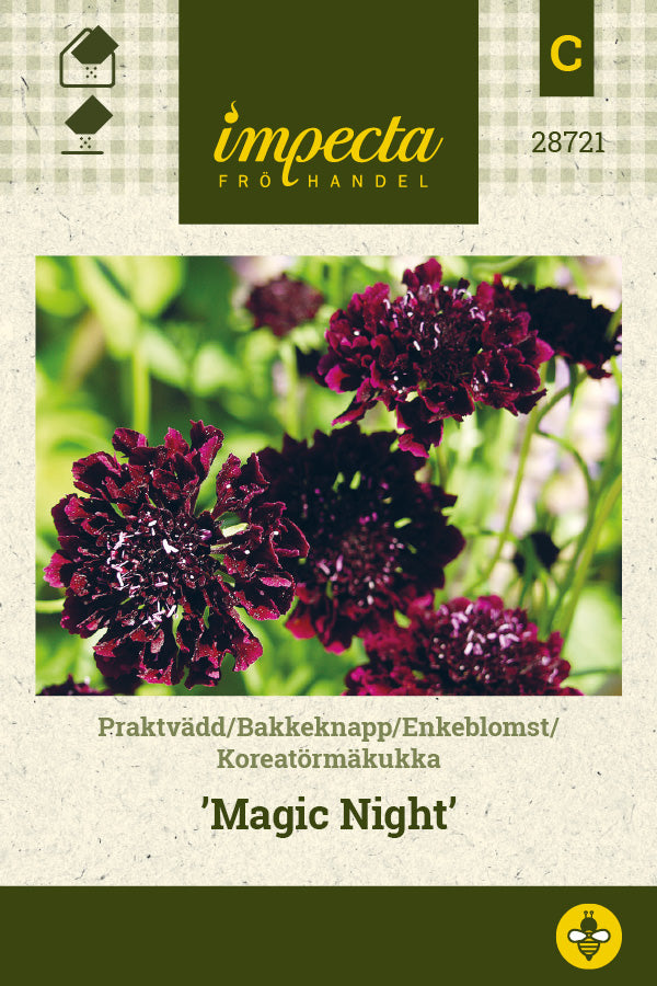 Frø: Enkeblomst 'Magic Night'