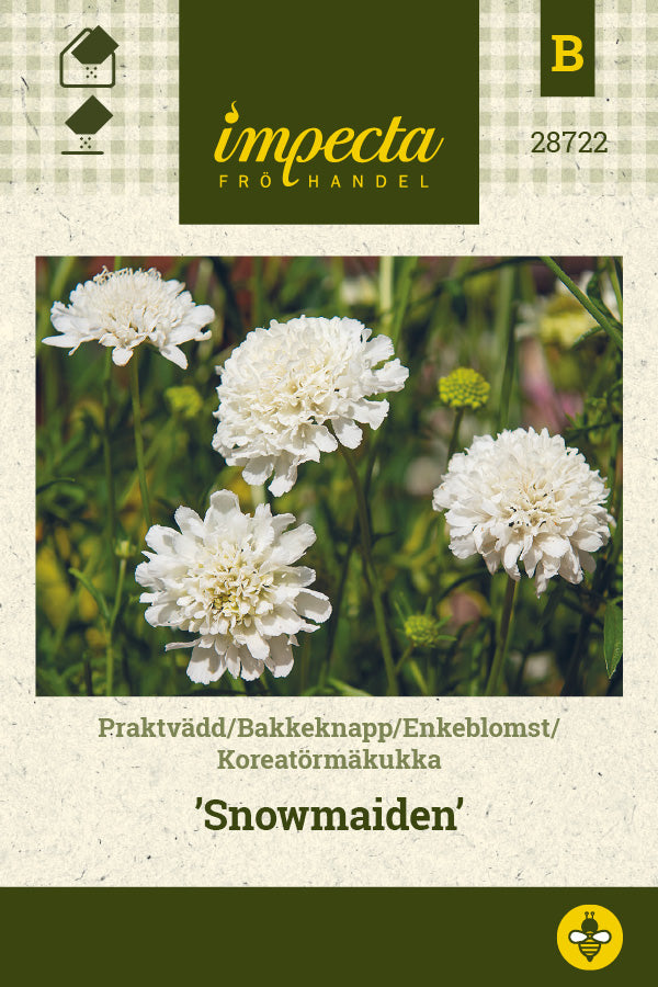 Frø: Enkeblomst 'Snowmaiden'