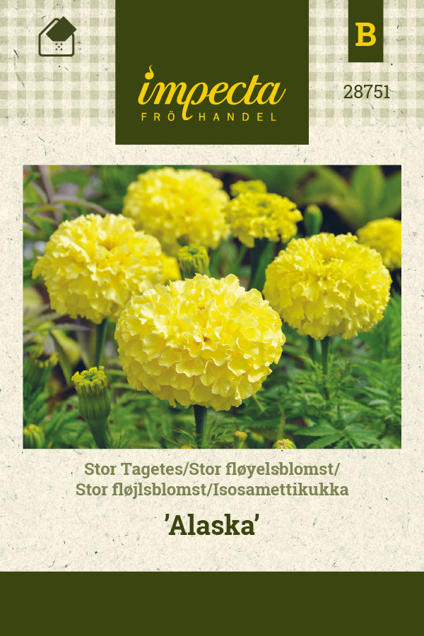 Frø: Stor fløjlsblomst 'Alaska'
