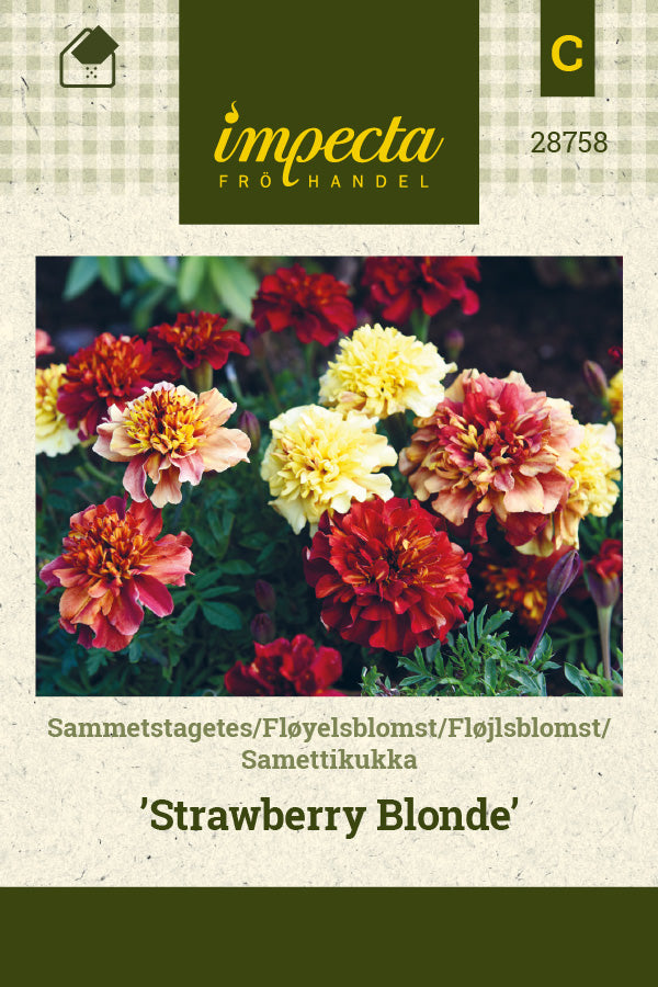 Frø: Fløjlsblomst 'Strawberry Blonde'