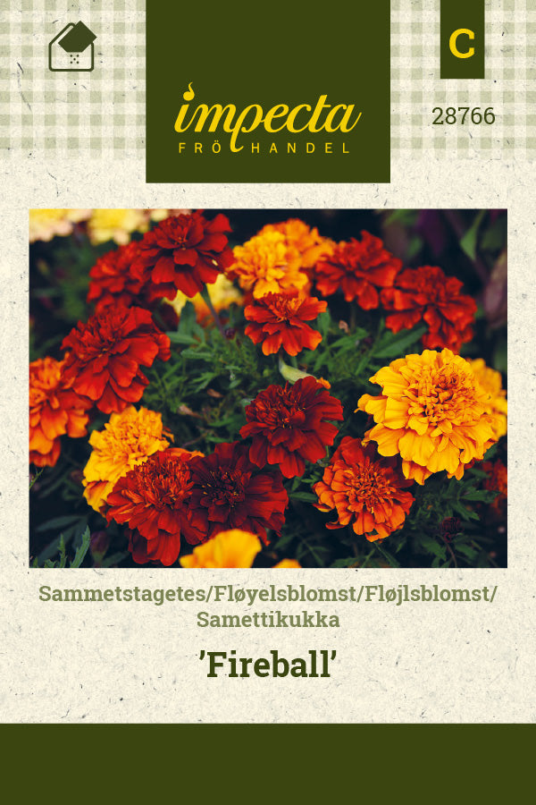 Frø: Fløjlsblomst 'Fireball'
