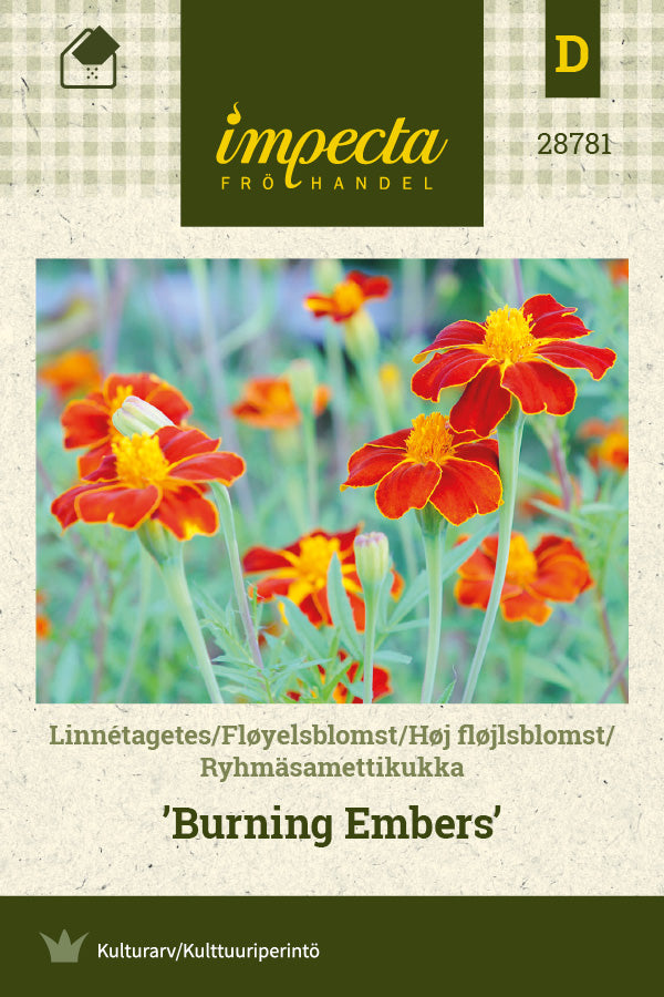 Frø: Høj fløjlsblomst 'Burning Embers'