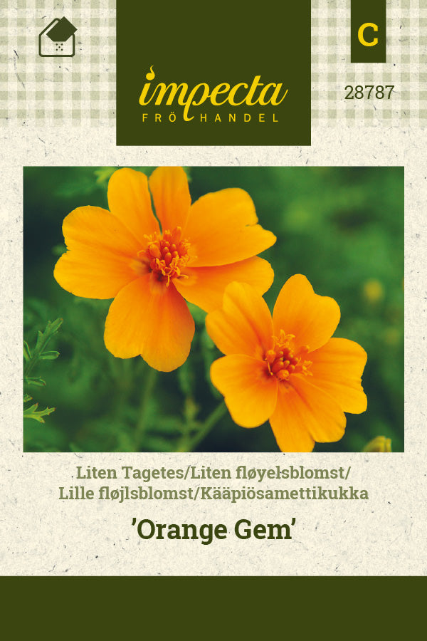 Frø: Lille fløjlsblomst 'Orange Gem'