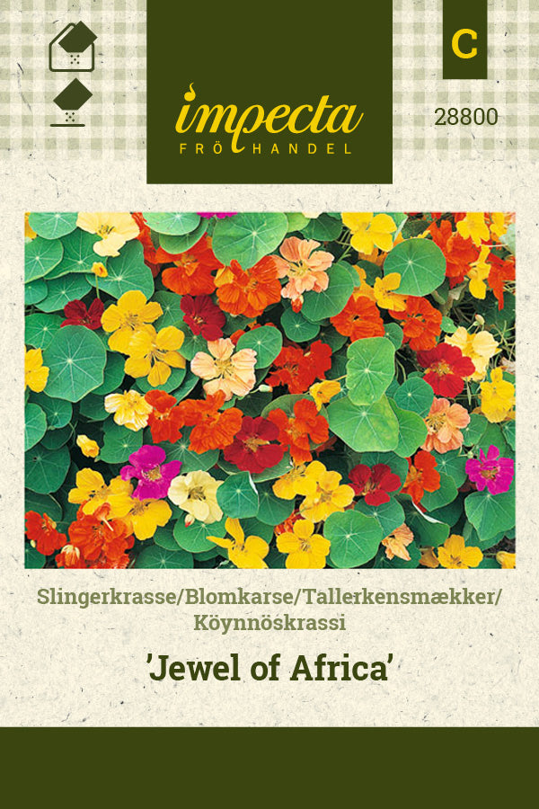Frø: Tallerkensmækker 'Jewel Of Africa'