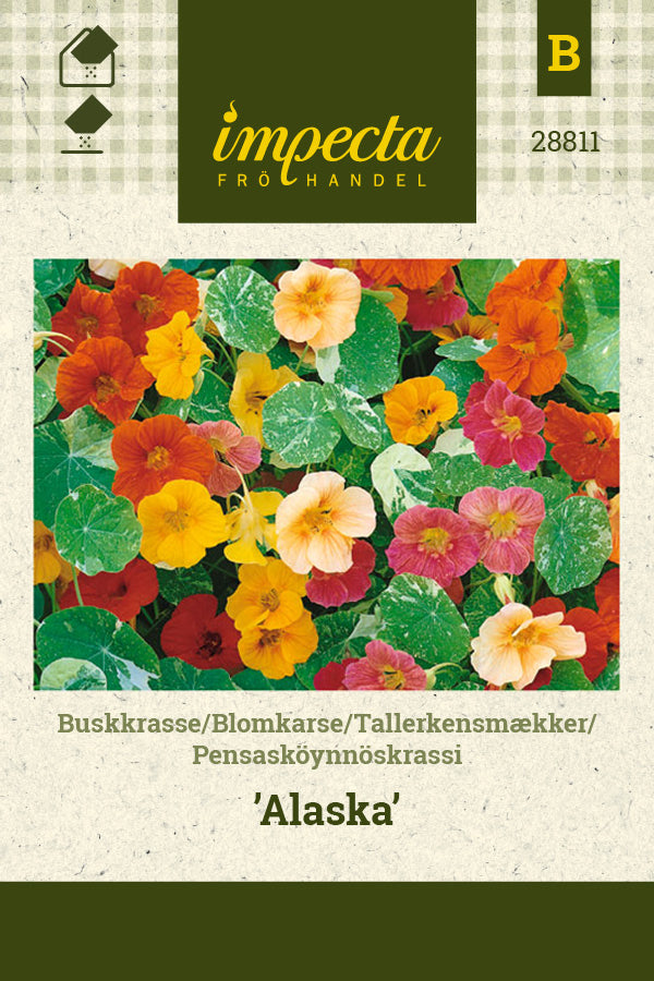 Frø: Tallerkensmækker 'Alaska'