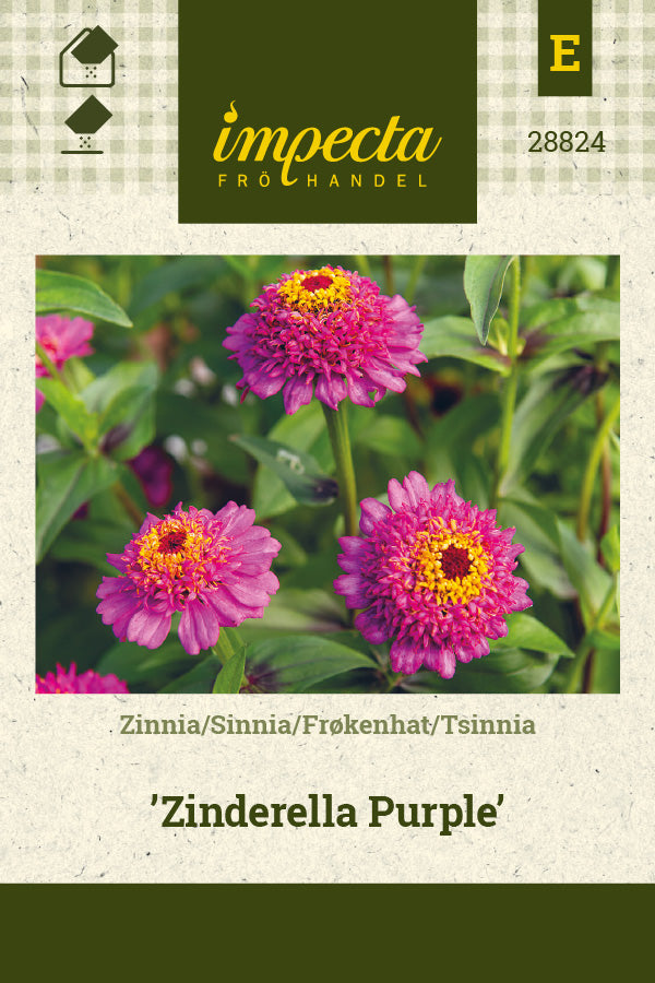 Frø: Frøkenhat 'Zinderella Purple'