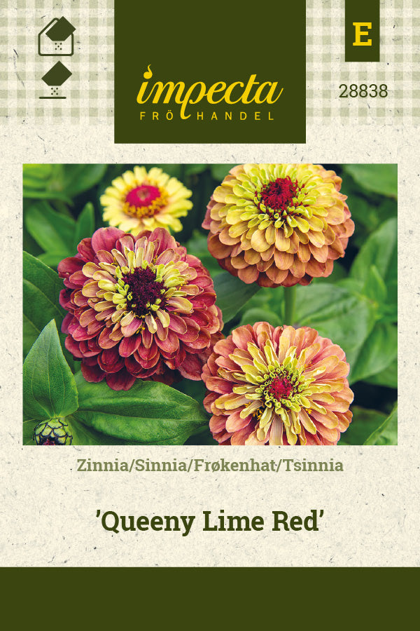 Frø: Frøkenhat 'Queeny Lime Red'